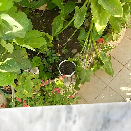 Apartment Kleopatra *